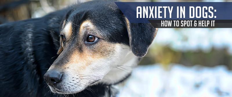 anxiety-in-dogs