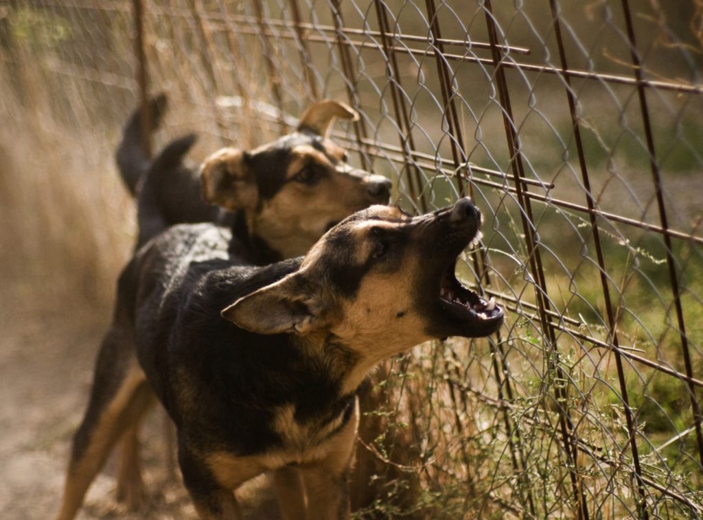 dogs-barking-at-fence